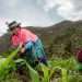 Mujer sembrando en la sierra de Perú