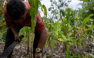 COP30: Por una transición justa de los sistemas alimentarios