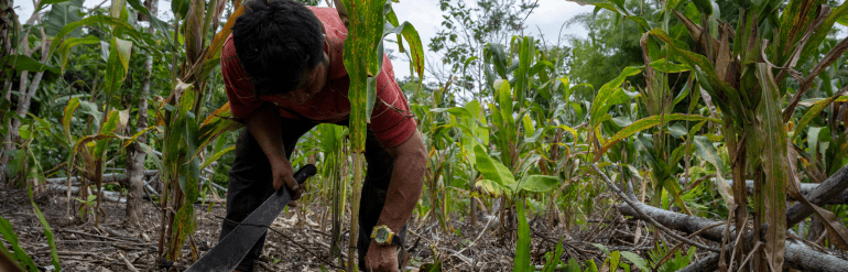 COP30: Por una transición justa de los sistemas alimentarios